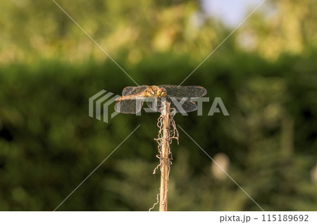 ウスバキトンボ（薄羽黄蜻蛉） 115189692