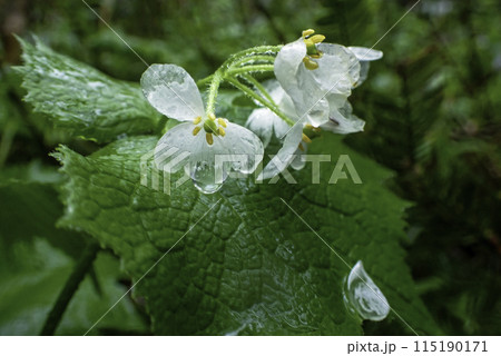 雨に濡れた花びら2 雨に濡れた花びら2 115190171
