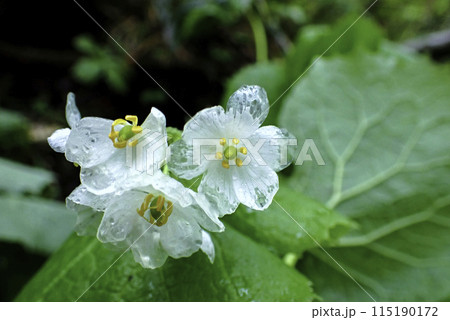 雨に濡れたサンカヨウの花 雨に濡れたサンカヨウの花 115190172