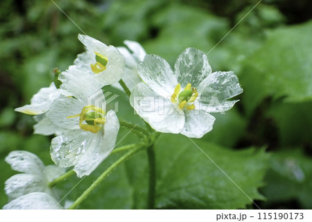 雨に濡れたサンカヨウ 雨に濡れたサンカヨウ 115190173