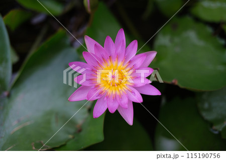 Top view purple lotus blooming in the pond with green leaf background. 115190756