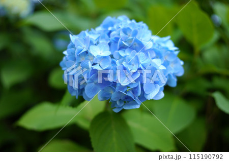 青い紫陽花 115190792