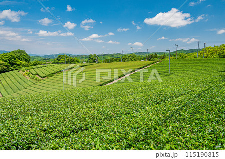 田山・ツルギの茶畑風景　京都府南山城村 115190815