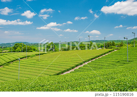 田山・ツルギの茶畑風景　京都府南山城村 115190816