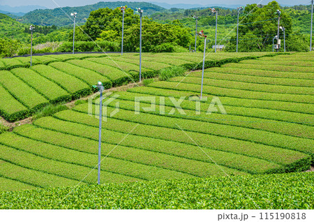 田山・ツルギの茶畑風景　京都府南山城村 115190818