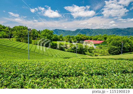 田山・ツルギの茶畑風景　京都府南山城村 115190819