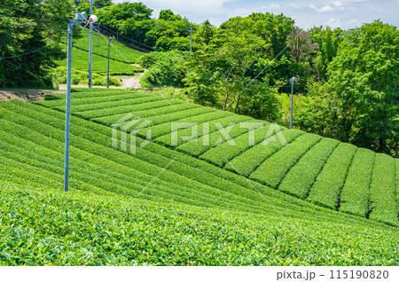 田山・ツルギの茶畑風景 京都府南山城村 田山・ツルギの茶畑風景 京都府南山城村 115190820
