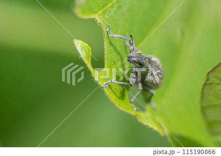 コフキゾウムシ 115190866