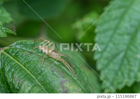 イオウイロハシリグモ 115190867