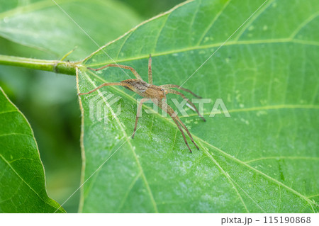イオウイロハシリグモ 115190868
