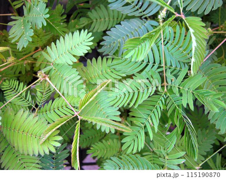 オジギソウの葉のアップ 115190870