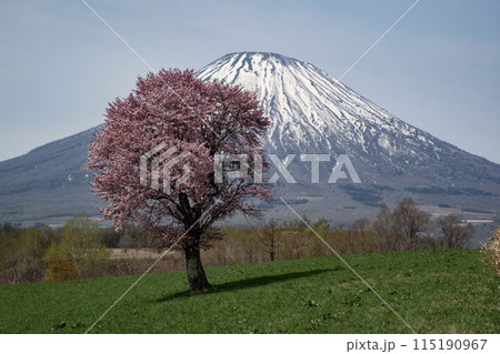 一本桜と羊蹄山 115190967