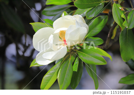 開花中の泰山木(タイサンボク) 開花中の泰山木(タイサンボク) 115191037