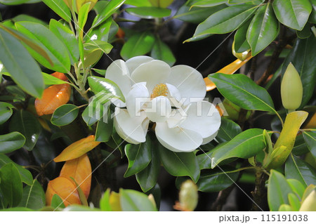 開花中の泰山木(タイサンボク) 開花中の泰山木(タイサンボク) 115191038