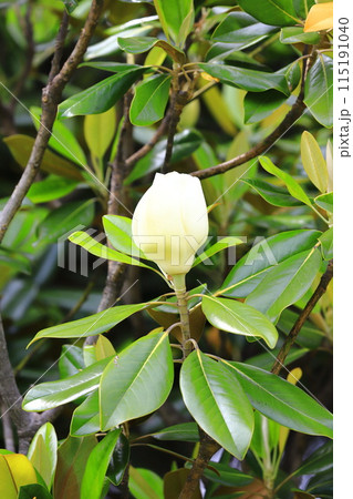 開花中の泰山木(タイサンボク) 開花中の泰山木(タイサンボク) 115191040