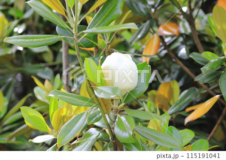開花中の泰山木(タイサンボク) 開花中の泰山木(タイサンボク) 115191041