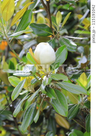 開花中の泰山木（タイサンボク） 115191042