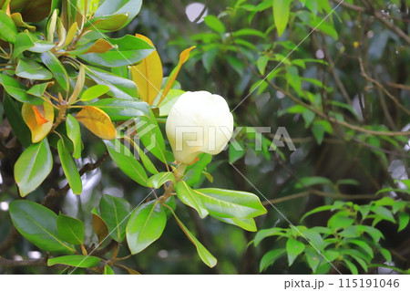 開花中の泰山木（タイサンボク） 115191046