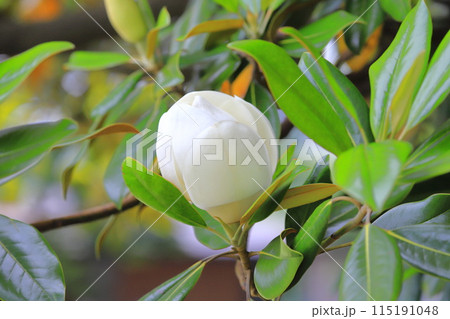 開花中の泰山木(タイサンボク) 開花中の泰山木(タイサンボク) 115191048