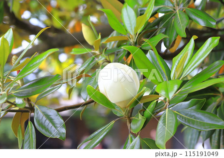 開花中の泰山木（タイサンボク） 115191049