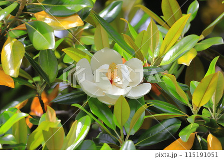 開花中の泰山木(タイサンボク) 開花中の泰山木(タイサンボク) 115191051