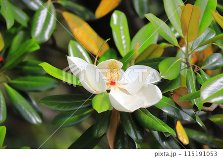 開花中の泰山木（タイサンボク） 115191053