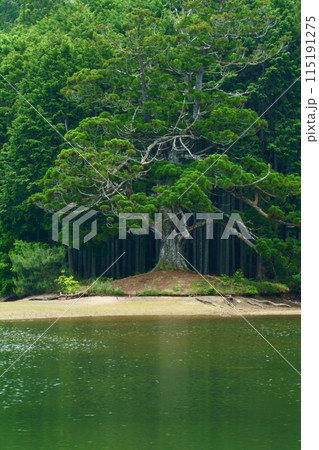 岩尾池の一本杉 115191275