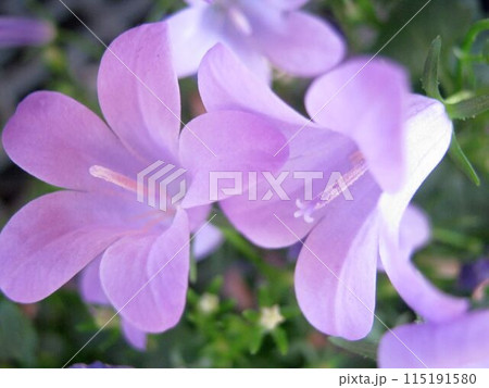 ベルフラワー(オトメギキョウ)の花のアップ ベルフラワー(オトメギキョウ)の花のアップ 115191580