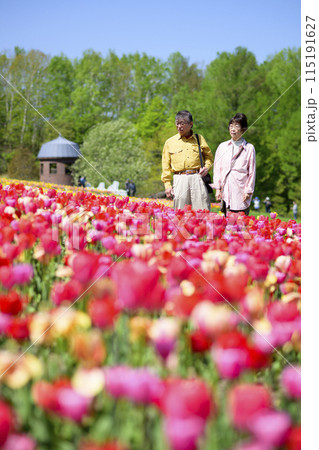満開のチューリップ畑を観光するシニアの夫婦 115191627