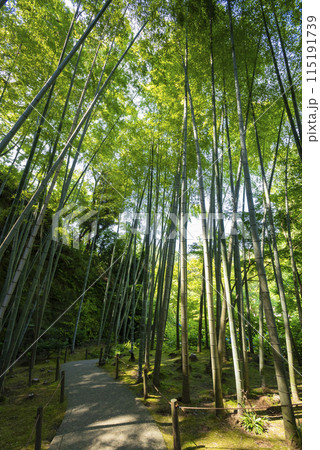 明月院 明月院 115191739