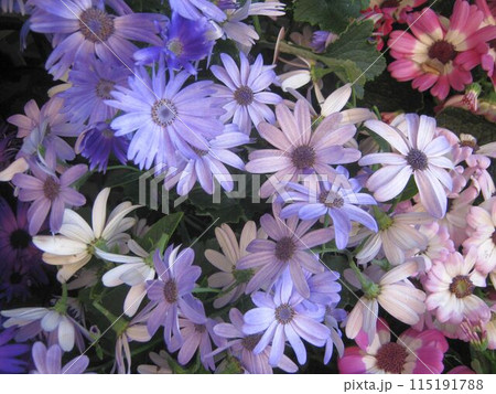 パープル系のサイネリアの花のアップ 115191788