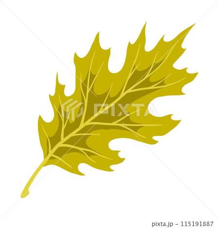 Illustration of oak leaf. Decorative autumn foliage. 115191887