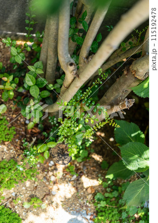 シマトネリコ シマトネリコ 115192478