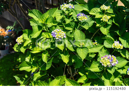花壇の紫陽花 115192480