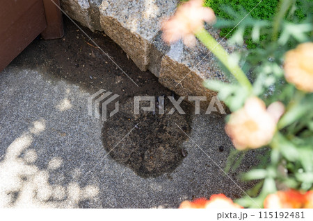 植木鉢の下にダンゴムシ 115192481