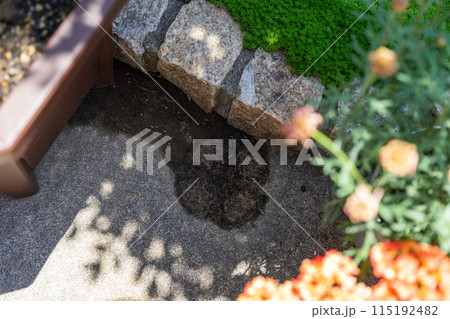 植木鉢の下にダンゴムシ 115192482