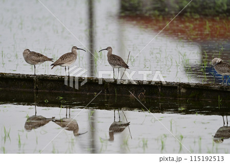 チュウシャクシギ 115192513