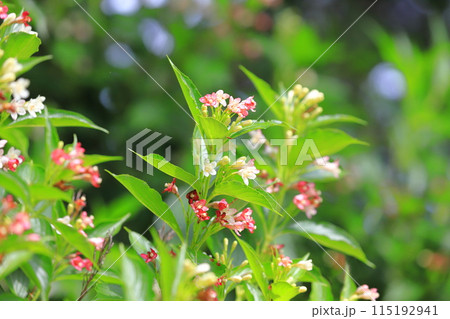 色が変化する箱根空木（ハコネウツギ）の花 115192941