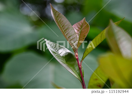 キンモクセイの若葉 115192944