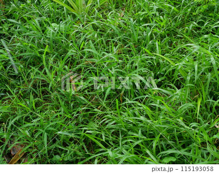 Green grass is wet and full of water drops during rainy season, The freshness of rain Green grass is wet and full of water drops during rainy season, The freshness of rain 115193058