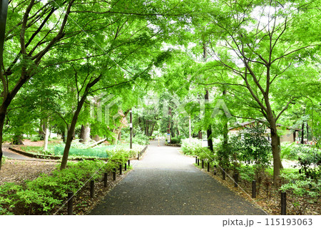 緑に囲まれた林試の森公園 115193063