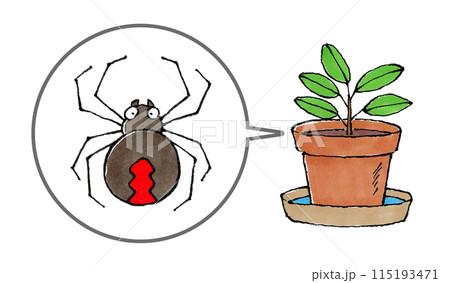セアカゴケグモと植木鉢 115193471