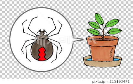 セアカゴケグモと植木鉢 115193471