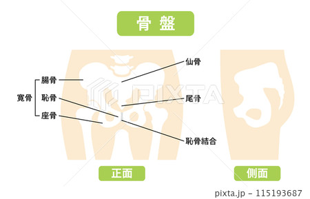 2024-人体-骨盤イラスト 2024-人体-骨盤イラスト 115193687