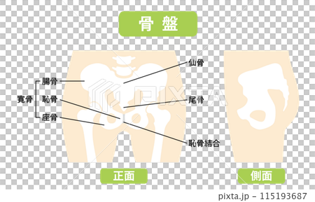 2024-人体-骨盤イラスト 2024-人体-骨盤イラスト 115193687