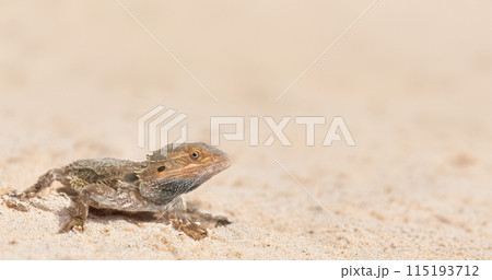 bearded dragons in nature 115193712