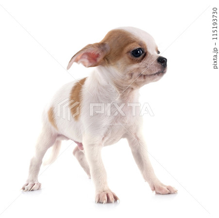 puppy chihuahua in studio 115193730