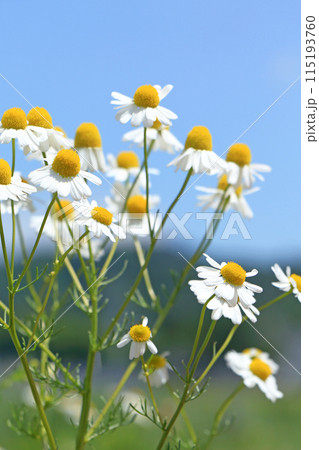 カモミールの花 カモミールの花 115193760