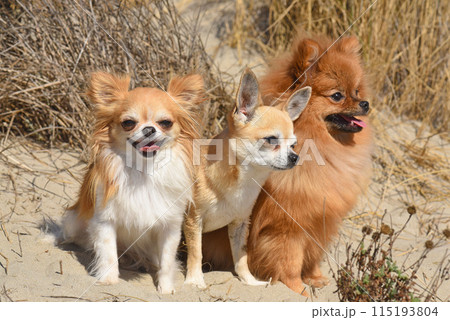 three little dogs 115193804
