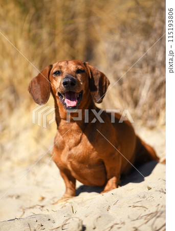Dachshund on the beach 115193806